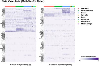 In silico Single-Cell Analysis of Steroid-Responsive Gene Targets in the Mammalian Cochlea